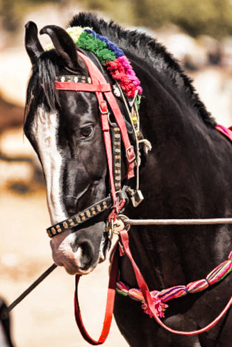Marwari Horses